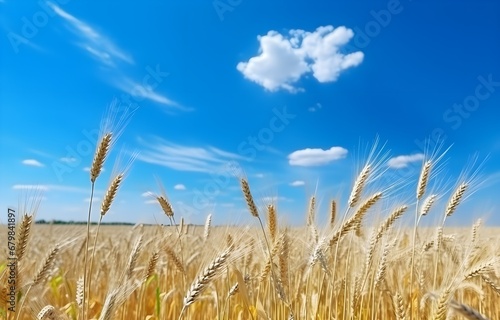 Wheat field and blue sky on sunny day