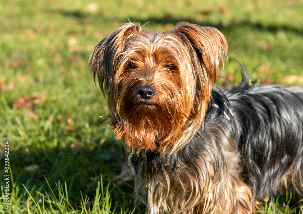 Portrait of Yorkshire Terrier in the garden. Portrait of Yorkshire Terrier in the garden.