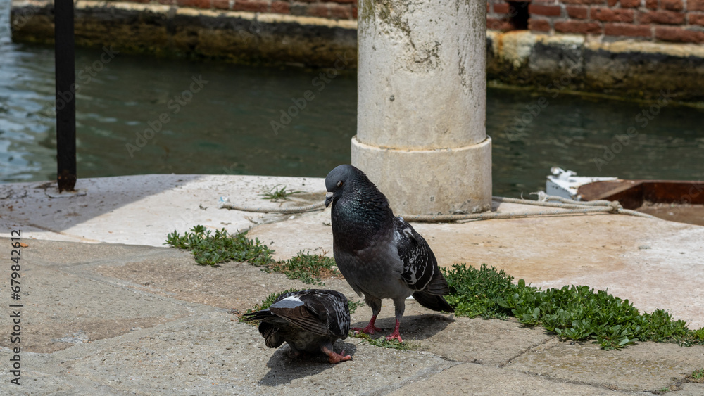 Obraz premium Two pigeons gracefully explore the stone ground, their watchful eyes seeking sustenance, a simple yet charming scene of urban wildlife in search of a meal.