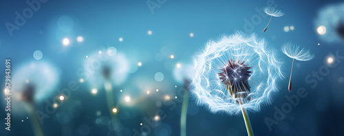 Banner of beauty white dandelion on a blue background