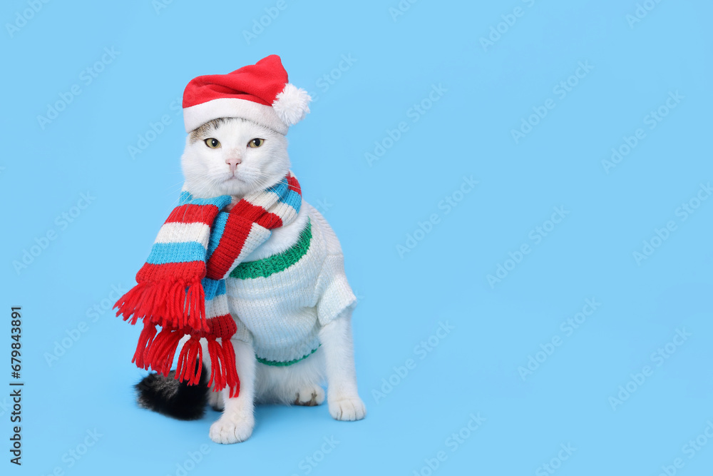 Cat in in winter clothes. Funny Cat wearing warm sweater Santa hat and red striped scarf. Greeting card. New Year party. Christmas Cat dressed in white sitting in front of blue background