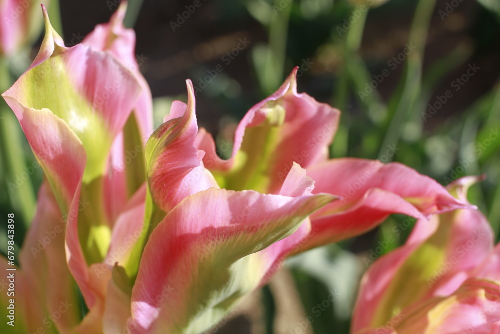 Tulipano al Sole