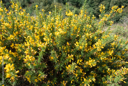 Common gorse (ulex europaeus) flowers in bloom