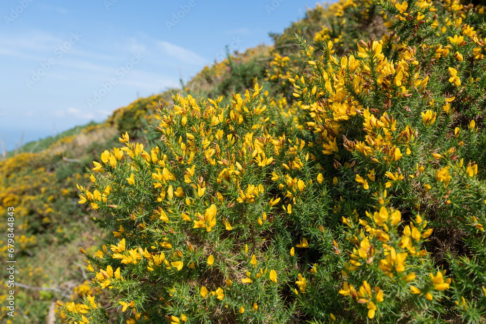 Naklejka premium Common gorse (ulex europaeus) flowers in bloom