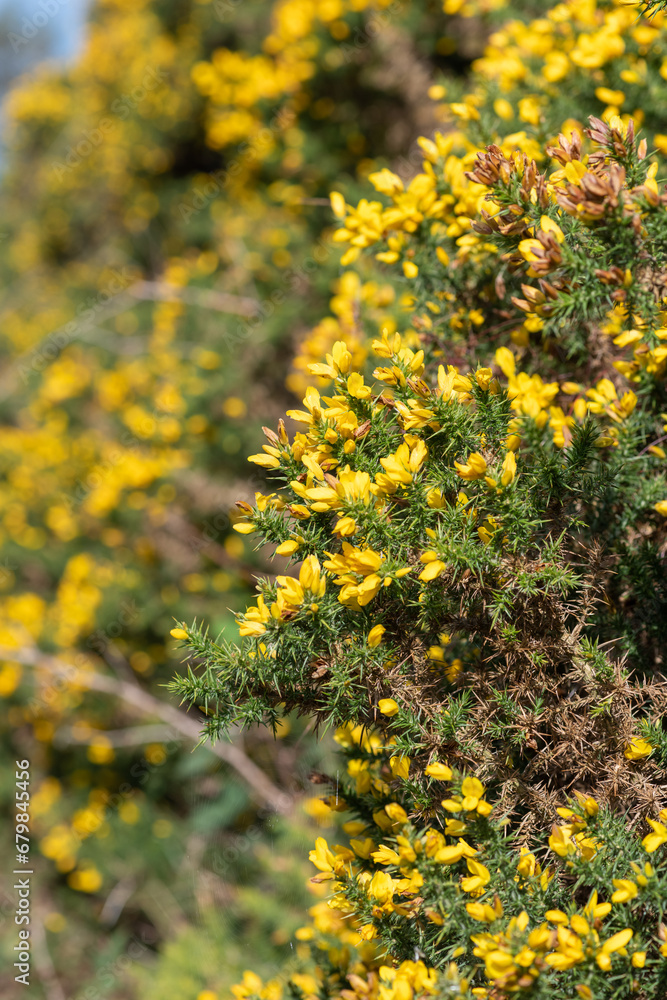 Common gorse (ulex europaeus) flowers in bloom Common gorse (ulex europaeus) flowers in bloom