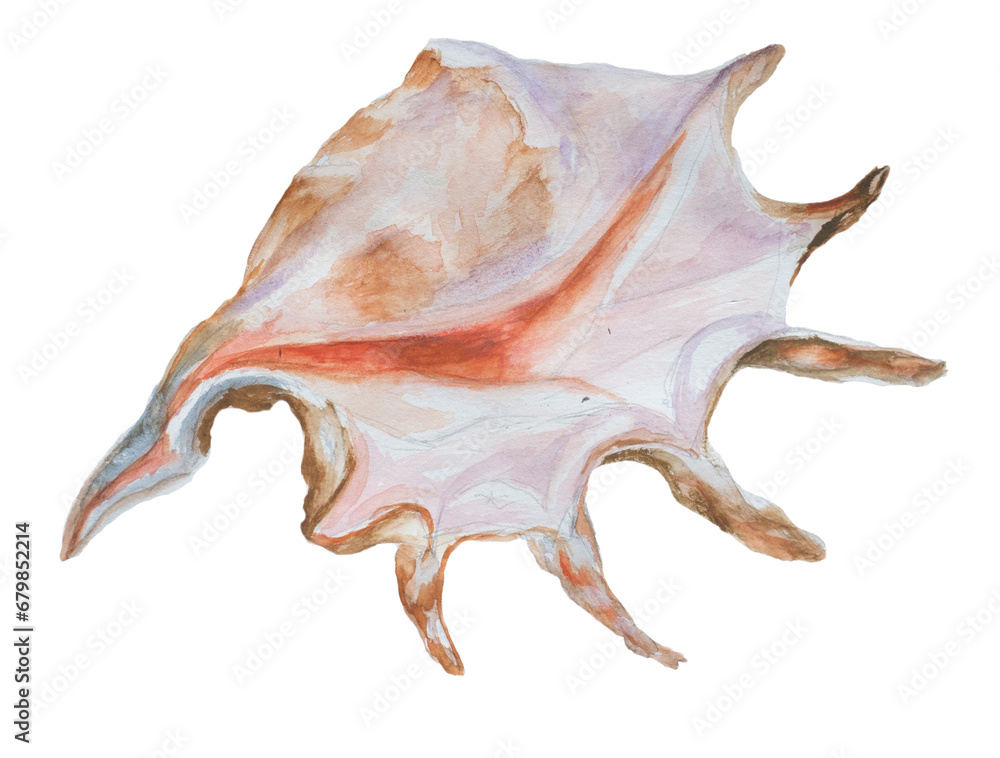 Watercolor hand painted seashell isolated on white. Ocean themed design. Vacation concept. Beach illustration. Watercolor hand painted seashell isolated on white. Ocean themed design. Vacation concept. Beach illustration.