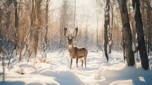 wild sika deer in the forest  trees  fawn  roe  antlers  winter  snow  new year  christmas  postcard  nature  cute  animal  eve  fairy tale