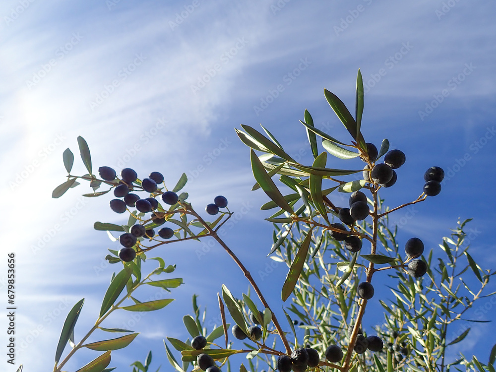 Olive tree branches with beautiful natural light and blue sky in background. Olive leaves blooming. Space for text, oil extraction process, olive tree leafs, Harvesting olives in Jijel Algeria Africa. Olive tree branches with beautiful natural light and blue sky in background. Olive leaves blooming. Space for text, oil extraction process, olive tree leafs, Harvesting olives in Jijel Algeria Africa.