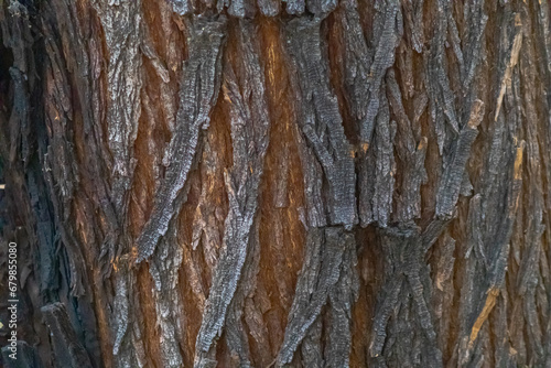Close up of Mesquite tree bark on trunk