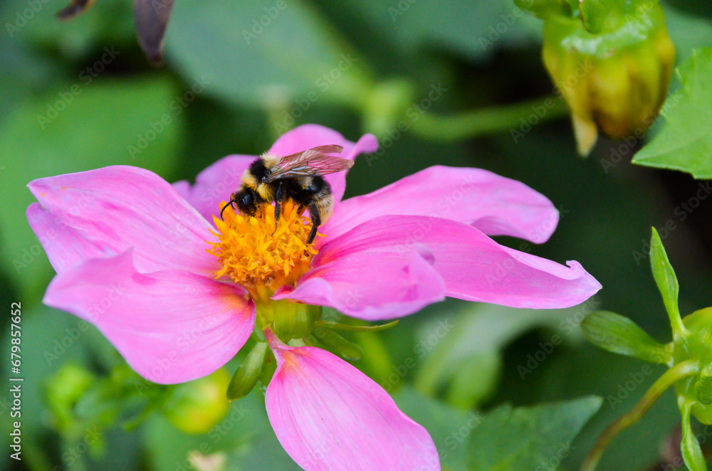 Bumblebee collects nectar on a purple flower Bumblebee collects nectar on a purple flower