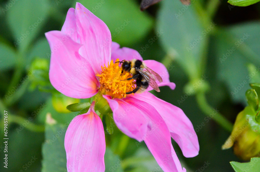 Bumblebee collects nectar on a purple flower