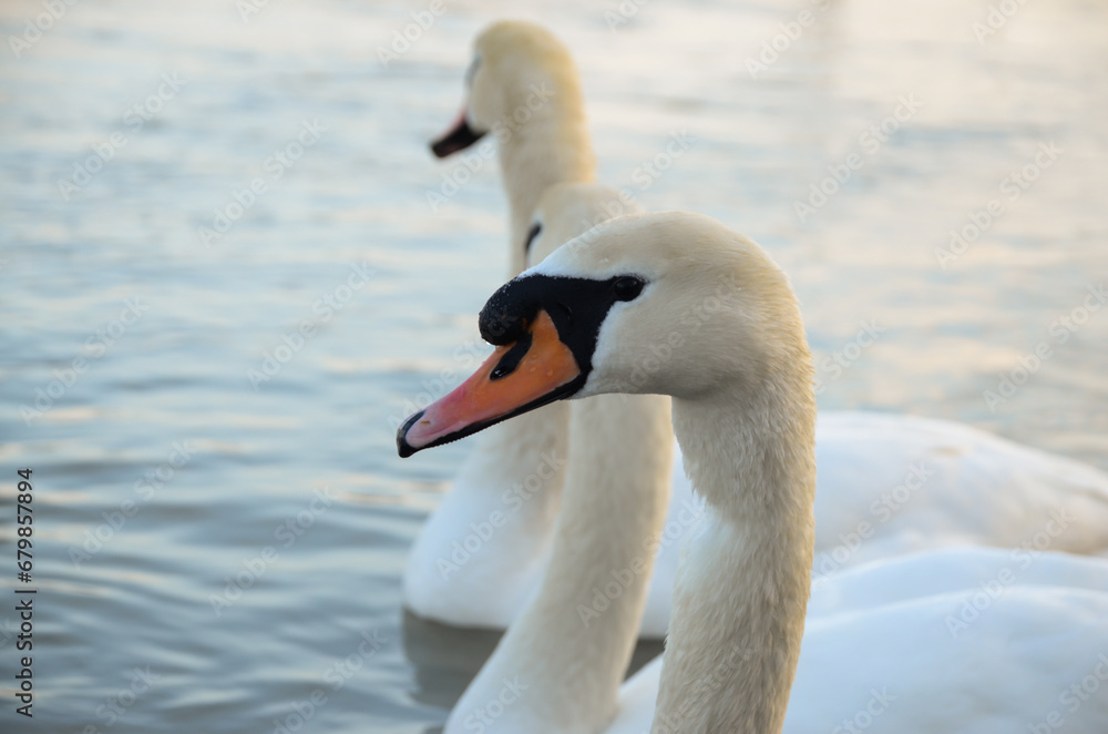 Swan in spring, beautiful swan on the lake Swan in spring, beautiful swan on the lake