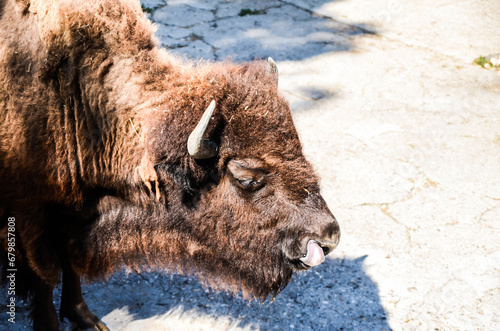 The bison in the zoo, a side view photo