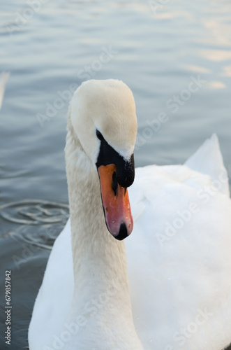 Beautiful swan on the lake, romantic, close up
