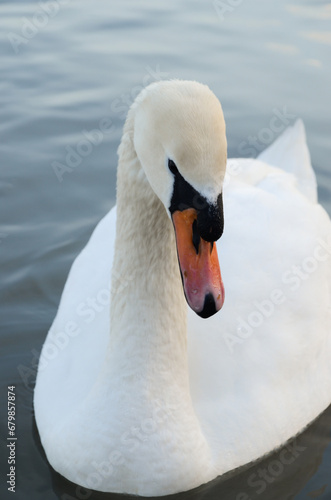 Beautiful swan on the lake, romantic, close up, lovely
