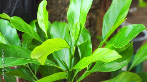 The leaves of the jackfruit plant are green