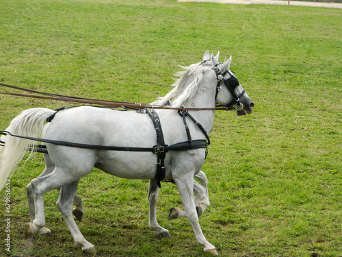 Portrait of bay carriage driving horses