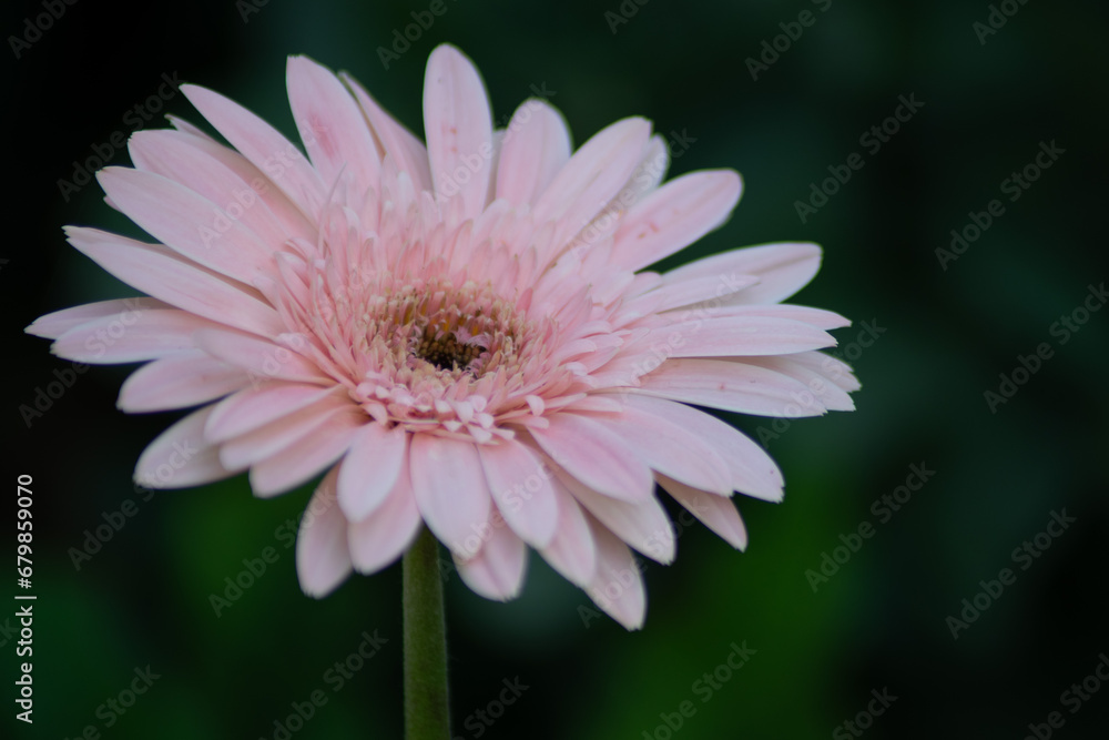 Obraz premium flower