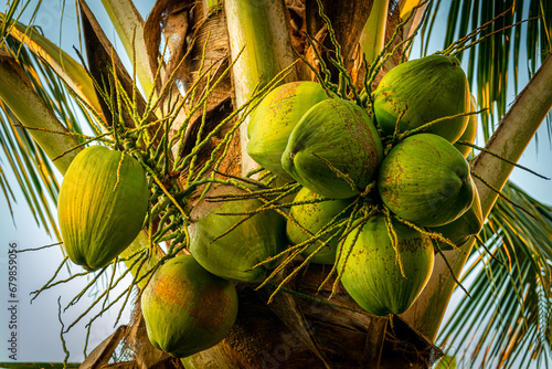 coconout tree