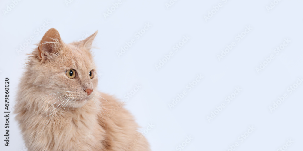 Cat looks away on white background. Pet. Without people. Close-up of a cute ginger cat. Studio portrait of a red cat. Pet shop. Place for text. Beautiful web banner Cat looks away on white background. Pet. Without people. Close-up of a cute ginger cat. Studio portrait of a red cat. Pet shop. Place for text. Beautiful web banner