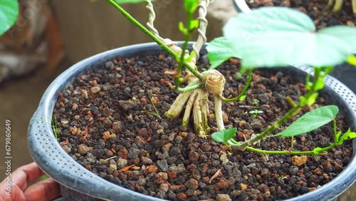 The potted bonsai is placed on a turntable to see the overall shape