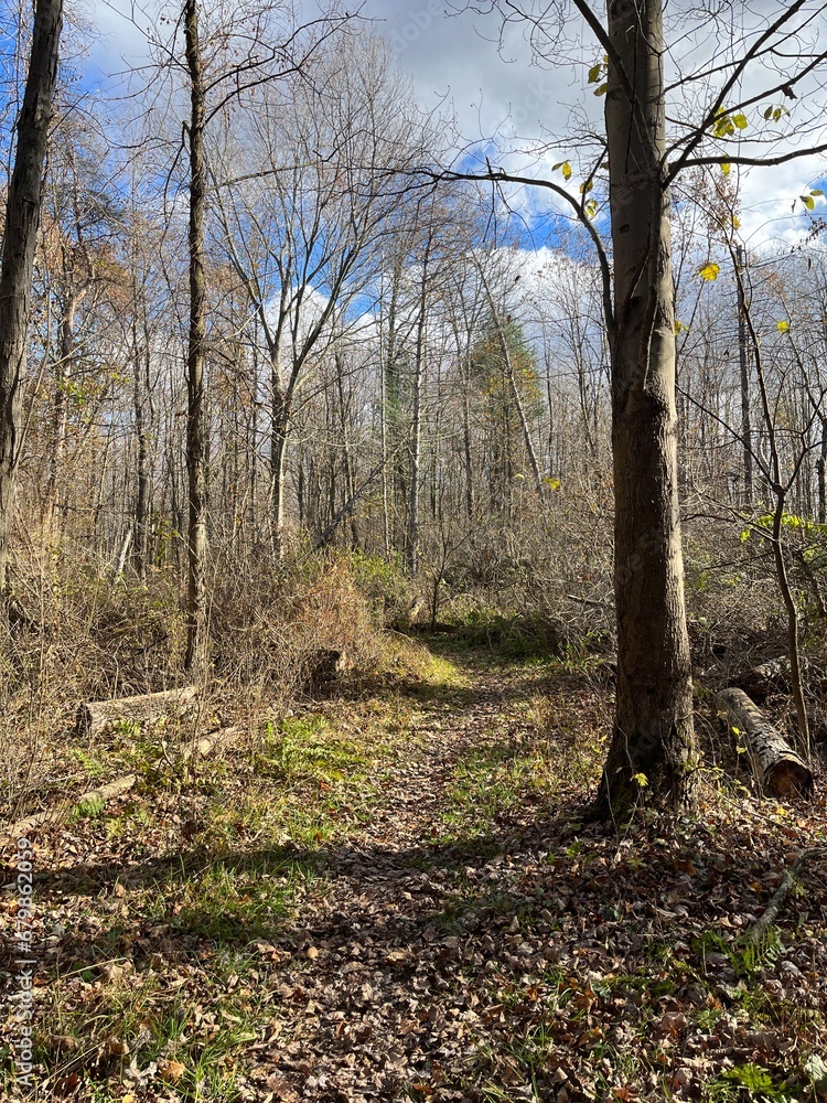 Naklejka premium Path in the Sun