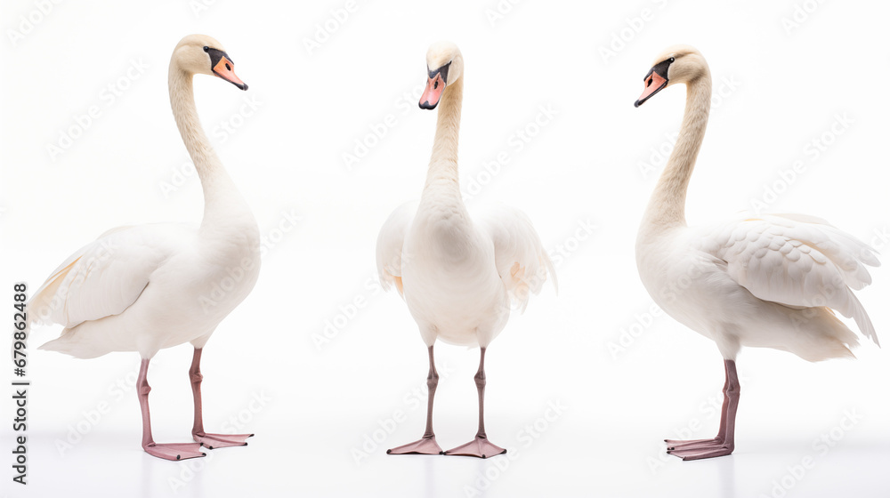 Obraz premium Mute swans