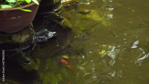 Tilapia fish in a pond full of moss