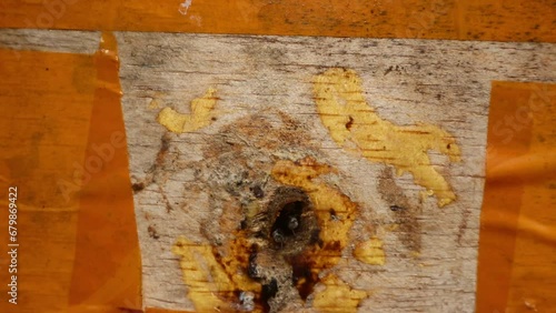 Trigona Laeviceps nests are small holes for stingless bees to pass through photo