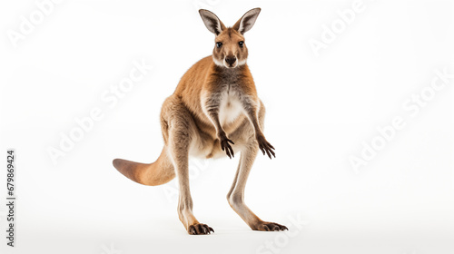 Red kangaroo isolated on white © Ramzan