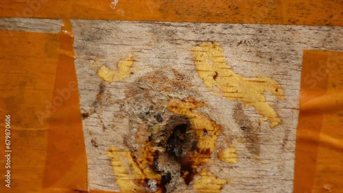 Trigona Laeviceps nests are small holes for stingless bees to pass through photo