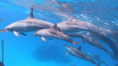 Spinner dolphins near Marsa Alam, Red Sea, Egypt