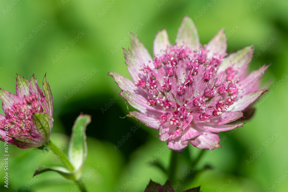 Close up of an astrantia major flower in bloom Close up of an astrantia major flower in bloom