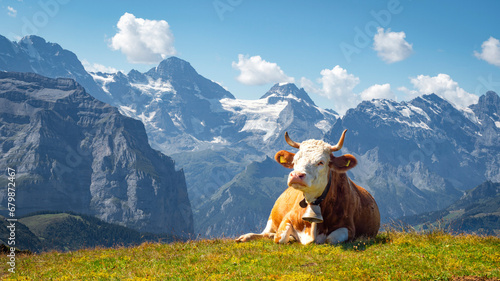 brown and white swiss cow with a cowbell lying on the grass in an alpine pasture in the Swiss Alps photo
