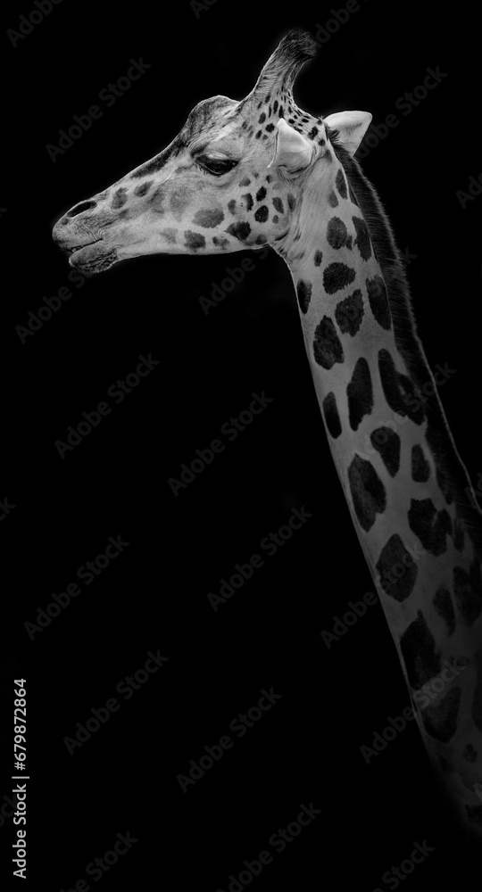 Obraz premium portrait of giraffe on black background