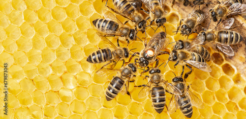 the queen (apis mellifera) marked with dot and bee workers around her - bee colony life photo
