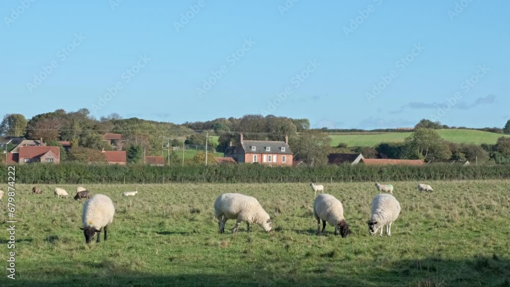 Flock of sheep grazing in a meadow. Captured on a bright autumn day Flock of sheep grazing in a meadow. Captured on a bright autumn day