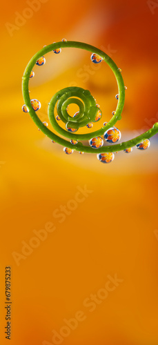 flower and rain drops - macro photography
