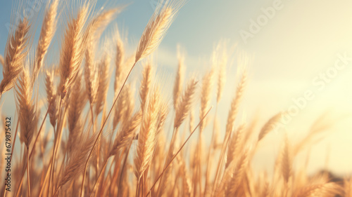 Vibrant Golden Wheat Under Sunlight