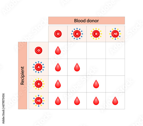 Abo Blood Compatibility Chart. Blood donation, ABO Blood groups droplets., four blood types, A,B, AB and O groups, made up from combinations of the type A and type B antigens. Vector Illustration.