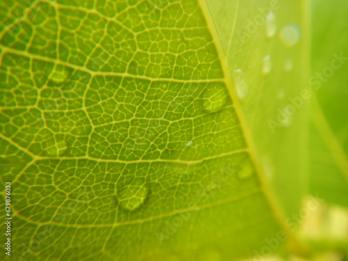 Water drops on a green leaf. Veins visible. 