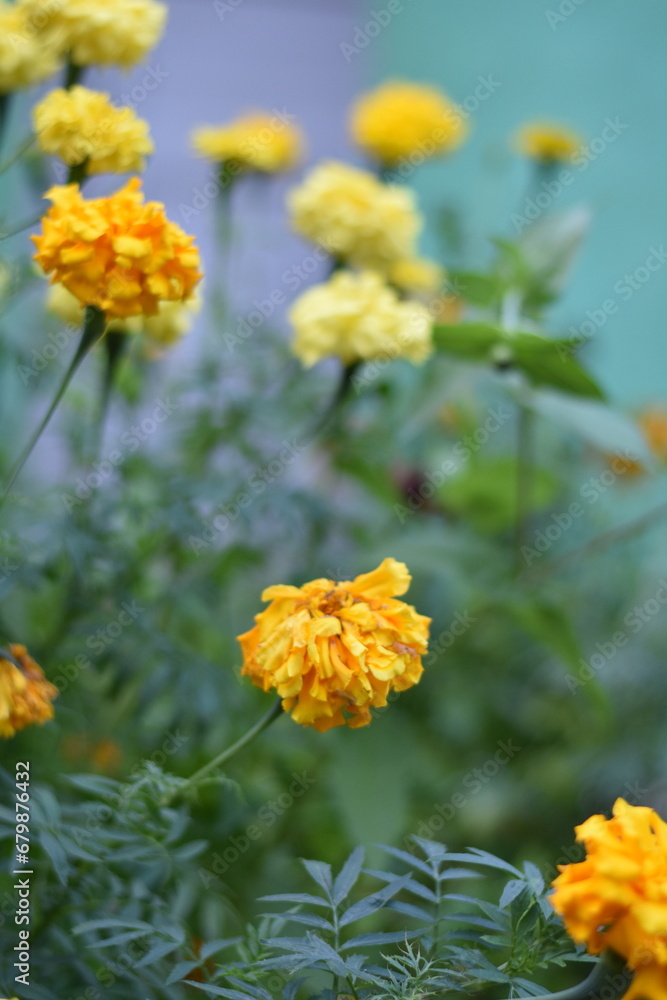 yellow flowers in the garden