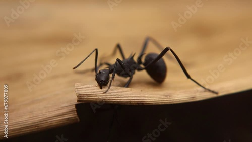 two big black ants fighting by biting each other's legs photo