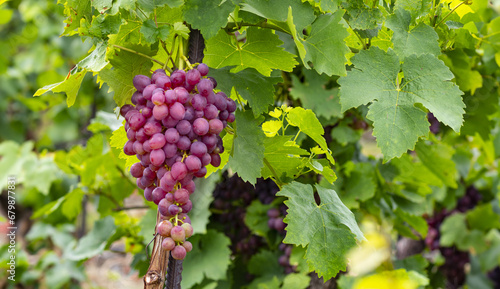 Wallpaper Mural grapes on vine growing in vineyard Torontodigital.ca