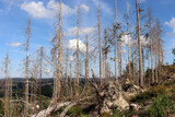 Waldsterben im Teutoburger Wald bei Detmold