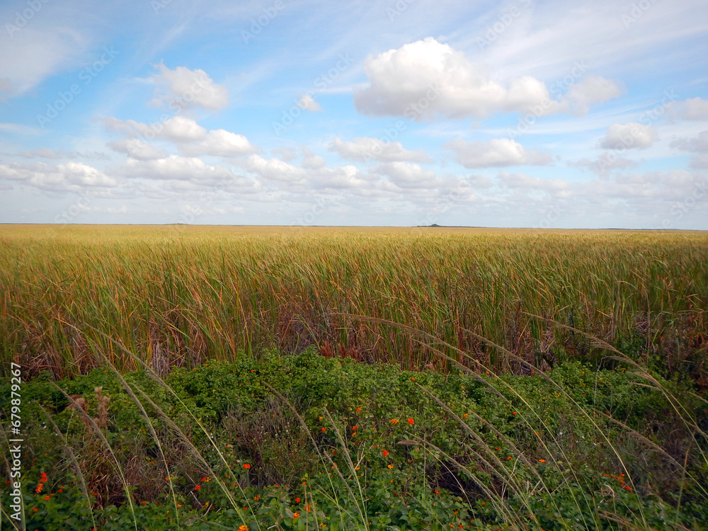 The River of Grass of the Everglades, Florida. 