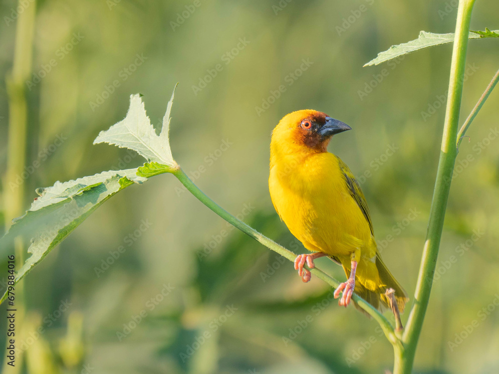 Obraz premium birds of india 