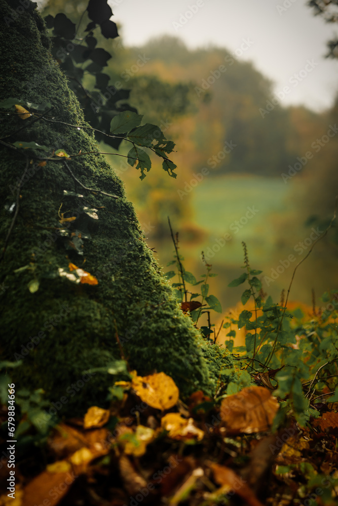 Fototapeta premium la mousse sur l'arbre