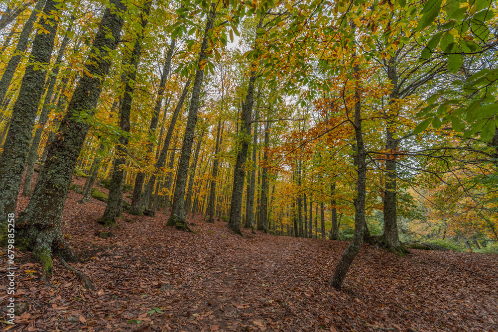 Fototapeta premium Wide angle autunm scene at Castanar de el Tiemblo. Chestnut forest in Avila province, Spain