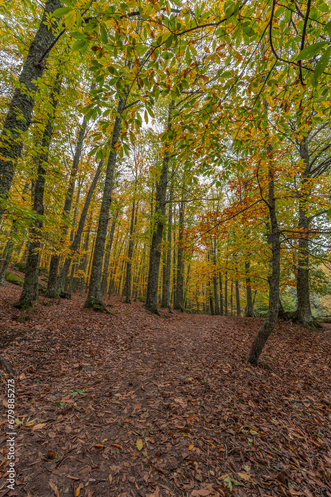 Obraz premium Wide angle autunm scene at Castanar de el Tiemblo. Chestnut forest in Avila province, Spain
